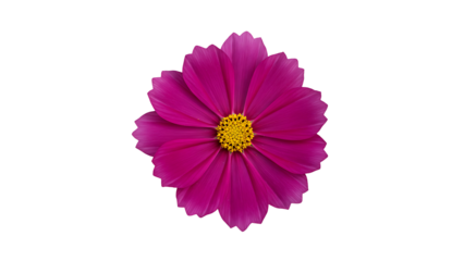 deep magenta cosmos flower with a yellow center, isolated on transparent background for rich floral designs, autumn themes, and dramatic graphics.