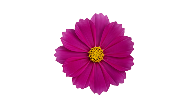 deep magenta cosmos flower with a yellow center, isolated on transparent background for rich floral designs, autumn themes, and dramatic graphics. - Powered by Adobe