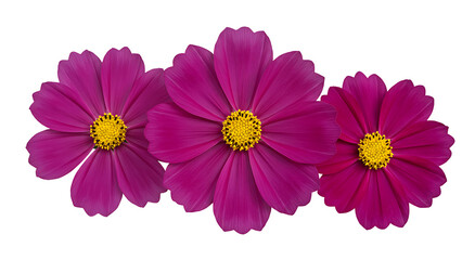 Three deep magenta cosmos flowers with yellow centers, isolated on transparent background for rich floral designs, autumn themes, and dramatic graphics.