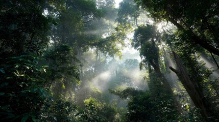 A dense tropical rainforest with mist and sun rays beaming through lush green canopy, humid atmosphere