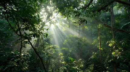 A dense tropical rainforest with mist and sun rays beaming through lush green canopy, humid atmosphere