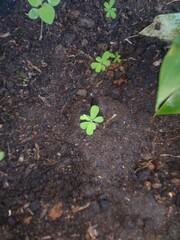 young green plant in soil