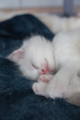 1 month old ragdoll kitten sleep on the blanket, domestic cat