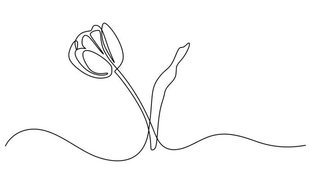 tulip animation continuous one line drawing, Continuous one line drawing of beautiful spring flowers graphic animation. Alpha channel. Single line art bouquet of tulips on transparent background