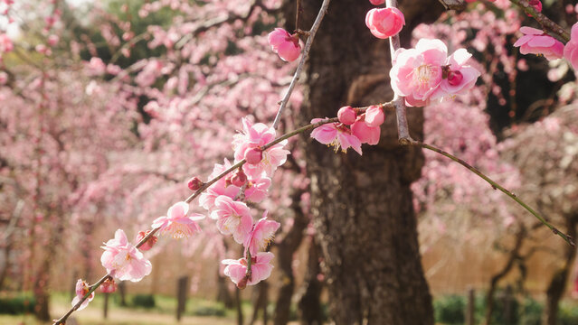 Peach Blossom in spring, Sakura Japan