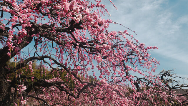 Pink cherry blossom, Peach blossom