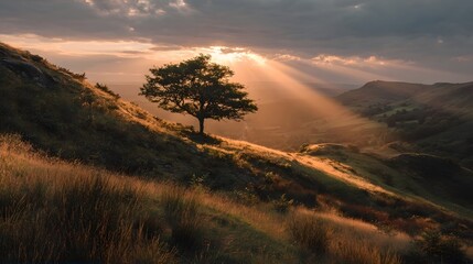 Obraz premium Golden sunlight beams through the clouds, illuminating a solitary tree on a grassy hillside.