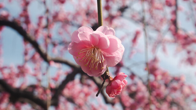 Pink cherry blossom, Peach blossom