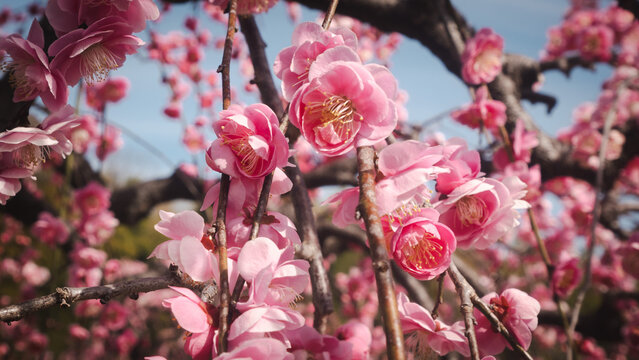 Pink peach blossom in spring