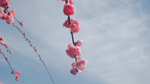 Peach Blossom in the beginning of spring