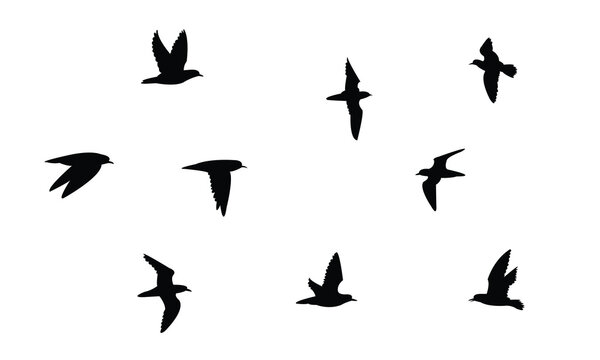 Flying American golden plover bird Silhouette Design  And Vector Illustration. 