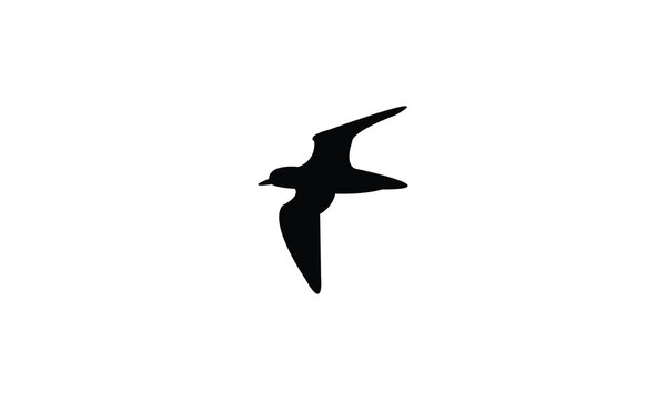 Flying American golden plover bird Silhouette Design  And Vector Illustration. 