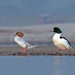 A closeup of a common Merganser duck couple resting by some rocks in a green water pond