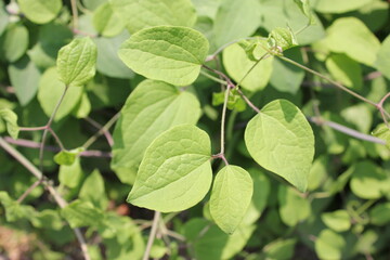 Leaf of Clematis mandshurica, a Korean medicinal herb known for detoxifying and improving blood flow. Photographed in Korea.
