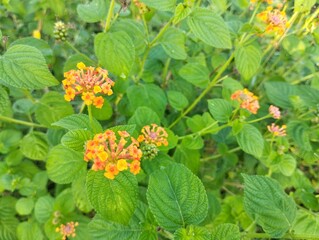 Common Lantana flowers (Lantana camara) blossom in outdoor garden 