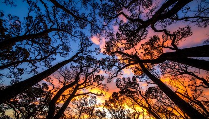 Silhouetted trees reach towards a vibrant sunset sky, creating a dramatic, upward view