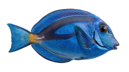 Blue fish profile view