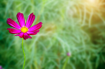 The Pink Cosmos Flowers Blooming in blur garden Background.copy space