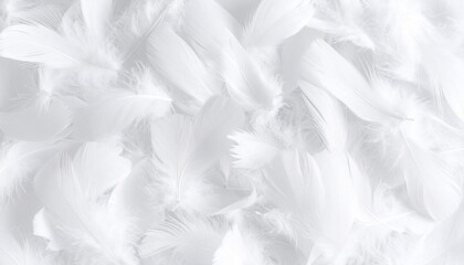Obraz premium Soft White Feathers Background Texture