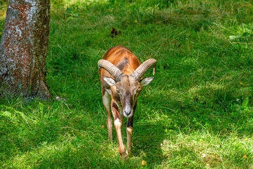 A wild mouflon walks through the green grass in a summer forest.