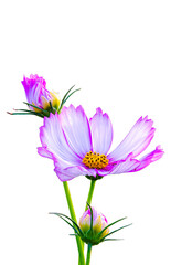 Set of Cosmos Flowers Blooming isolate on transparent background.