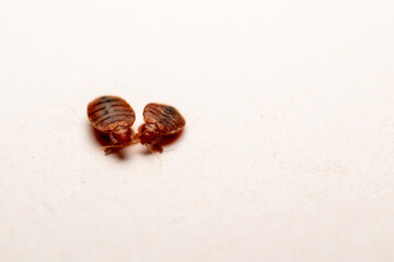 Dead bed bugs