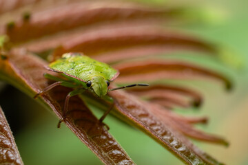 Green stink bug on a leaf