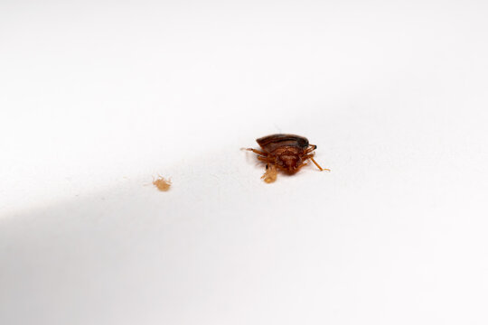 Dead bed bugs