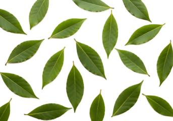 leaves green pattern white background natural organic botanical
