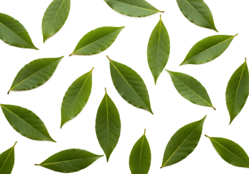 leaves green pattern white background natural organic botanical
