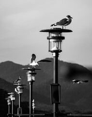 Seagulls on a row of street lamps with mountains in the background, a black and white landscape