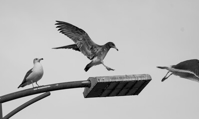 Dynamic motion of a seagull taking off from a street lamp, black and white close-up