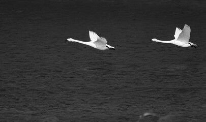 Graceful movement of a white bird on dark water (black and white photo)