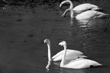 Graceful movement of a white bird on dark water (black and white photo)