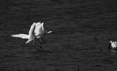 Graceful movement of a white bird on dark water (black and white photo)
