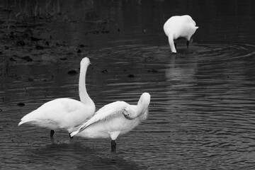 Graceful movement of a white bird on dark water (black and white photo)