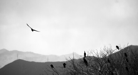 A black and white landscape featuring the silhouettes of birds perching on winter trees and flying across the sky, with layered mountains in the background