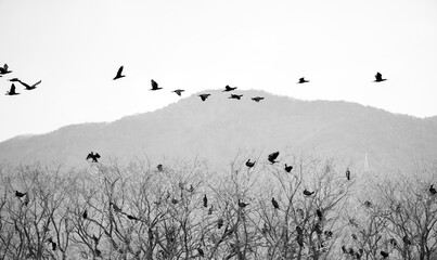 A black and white landscape featuring the silhouettes of birds perching on winter trees and flying across the sky, with layered mountains in the background