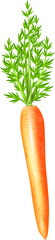 vector illustration of a carrot isolated on a transparent background