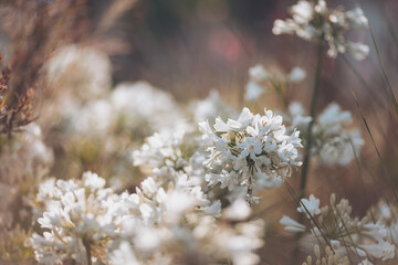 Delicate white flowers bloom in soft sunlight on a warm spring day, creating a tranquil atmosphere in a natural setting