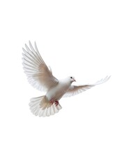 Obraz premium White Dove in Flight - A graceful white dove soars through the air, wings outstretched against a clean white background. Symbol of peace and hope