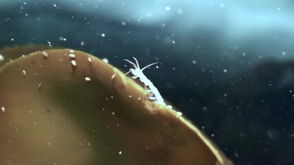 A tiny, pale amphipod crawls across a broad kelp frond. This underwater discovery happens in the frigid depths of the White Sea, during the Arctic winter season.