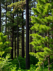 Forest in summer. Spruce forest. Medium natural zone.