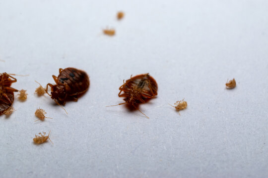 Dead bed bugs