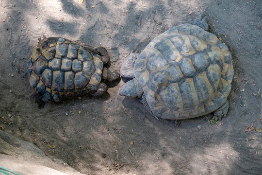 turtles