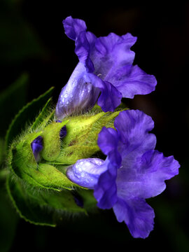 The Karvi flower, also known as Strobilanthes callosa, is a plant native to the Western Ghats of India. It's known for its unique blooming cycle, appearing only once every eight years.