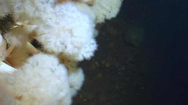 Anemones sway in the deep. Discover the beautiful underwater life of the White Sea, as these Arctic creatures move with the current in their icy home.