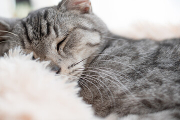 窓辺で眠る可愛い猫　サバトラ猫