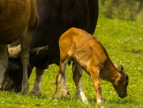 banteng