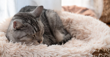 Obraz premium 窓辺で眠る可愛い猫 サバトラ猫